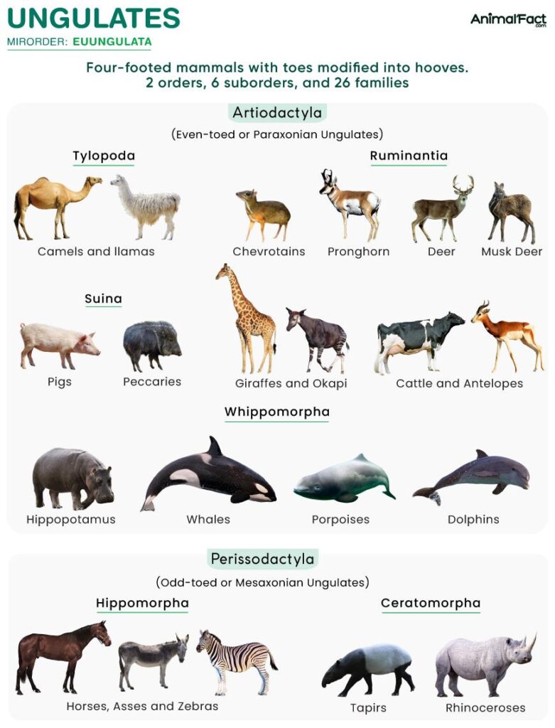 Two major ecological shifts shaped 60 million years of ungulate faunal evolution – Nature