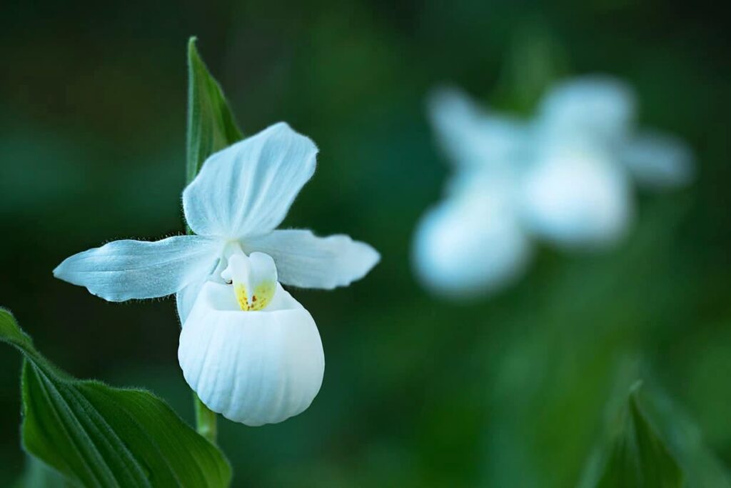 This is the science behind protecting Minnesota’s native orchids – Detroit Lakes Tribune