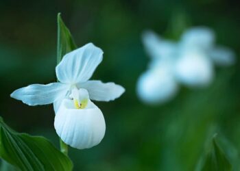 This is the science behind protecting Minnesota’s native orchids – Detroit Lakes Tribune