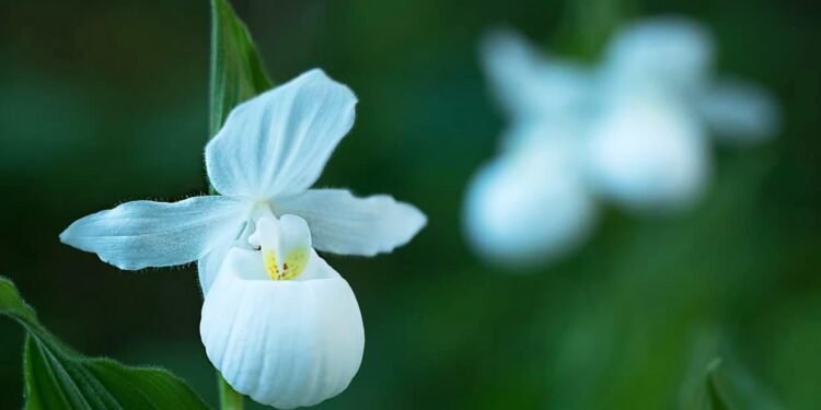 This is the science behind protecting Minnesota’s native orchids – Detroit Lakes Tribune