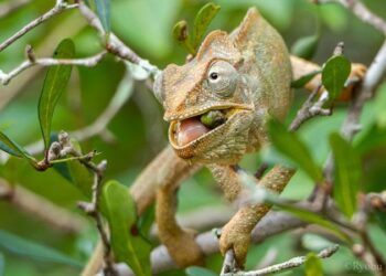 How madagascar’s lizards became the island’s last hope for reforestation – ScienceDaily