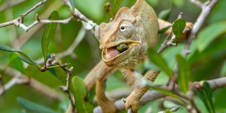 How madagascar’s lizards became the island’s last hope for reforestation – ScienceDaily
