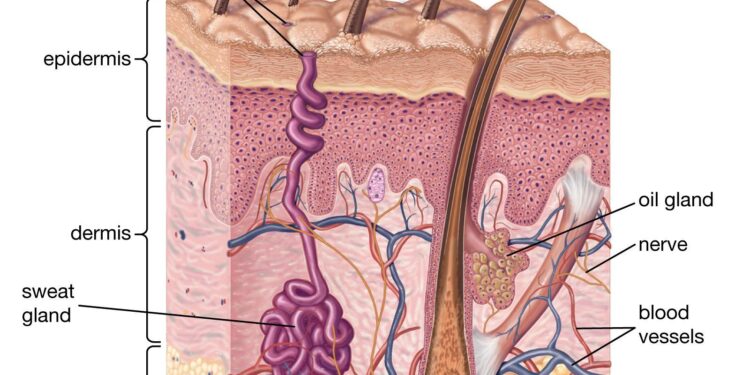 The science of sweating: Staying cool in Southern Colorado – FOX21 News Colorado