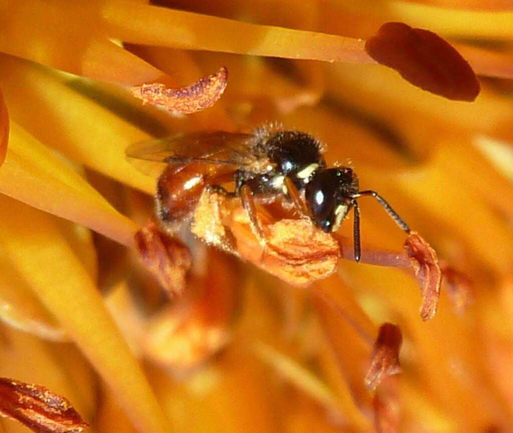 Brain development in a facultatively social allodapine bee aligns with caste, but not group living – Frontiers