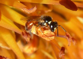 Brain development in a facultatively social allodapine bee aligns with caste, but not group living – Frontiers