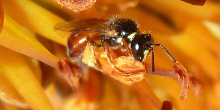 Brain development in a facultatively social allodapine bee aligns with caste, but not group living – Frontiers