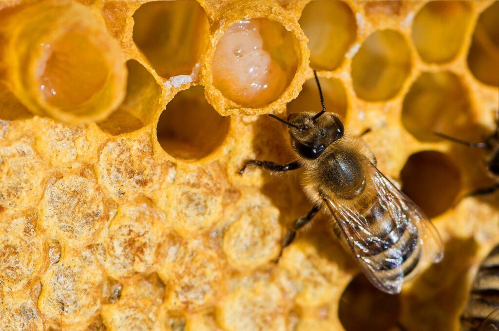 Bee-lieve the buzz: Honeybees help Delaware agriculture, ecology – Bay to Bay News