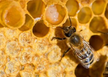 Bee-lieve the buzz: Honeybees help Delaware agriculture, ecology – Bay to Bay News