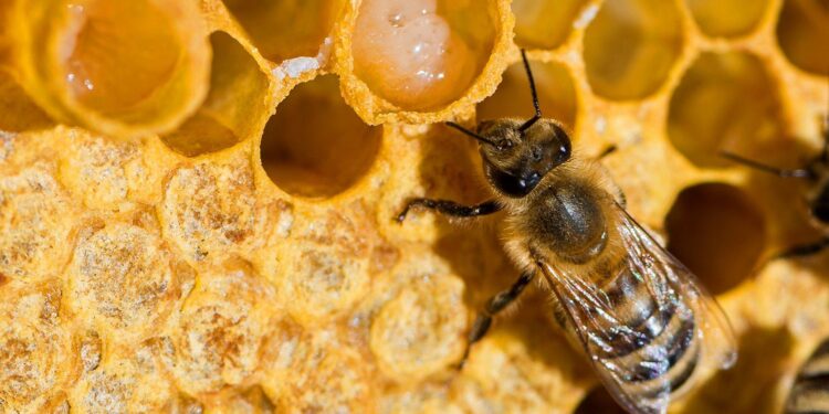 Bee-lieve the buzz: Honeybees help Delaware agriculture, ecology – Bay to Bay News