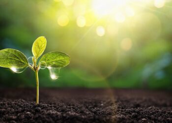 Plants paint a picture – Washington State Department of Ecology (.gov)