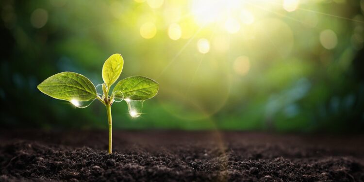 Plants paint a picture – Washington State Department of Ecology (.gov)