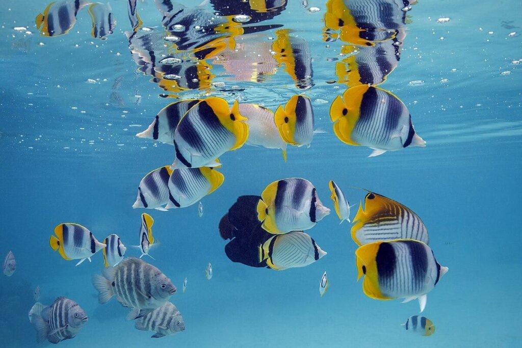 Fish don’t mind bad weather; neither should you – The Inquirer and Mirror