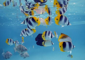 Fish don’t mind bad weather; neither should you – The Inquirer and Mirror