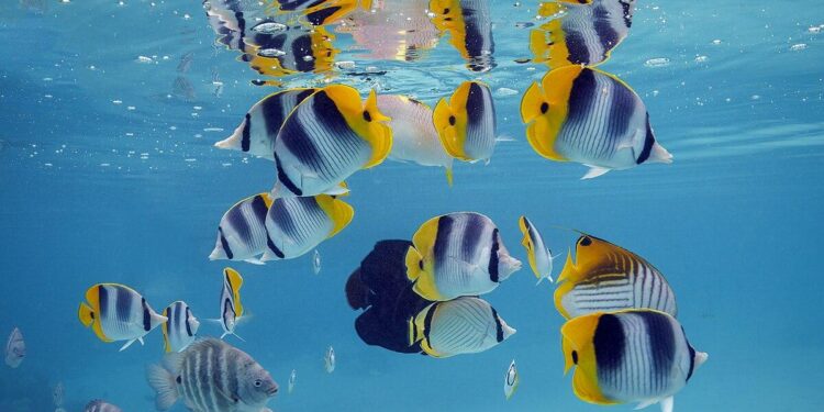 Fish don’t mind bad weather; neither should you – The Inquirer and Mirror
