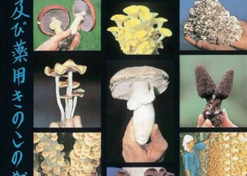 Do medicinal mushroom products actually work? – podcast – The Guardian