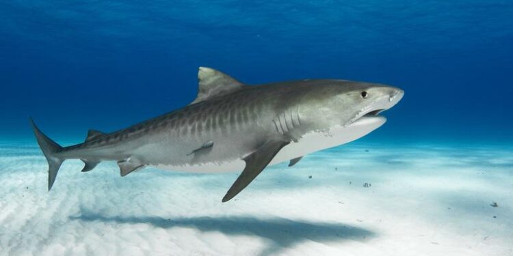 ‘Jaws’ at 50: Scientists Are Still Studying the Mysteries of Sharks – The New York Times