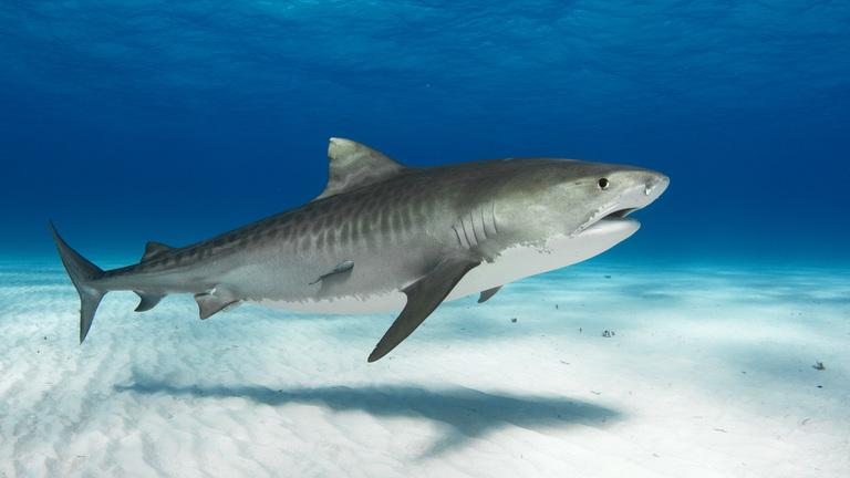 ‘Jaws’ at 50: Scientists Are Still Studying the Mysteries of Sharks – The New York Times