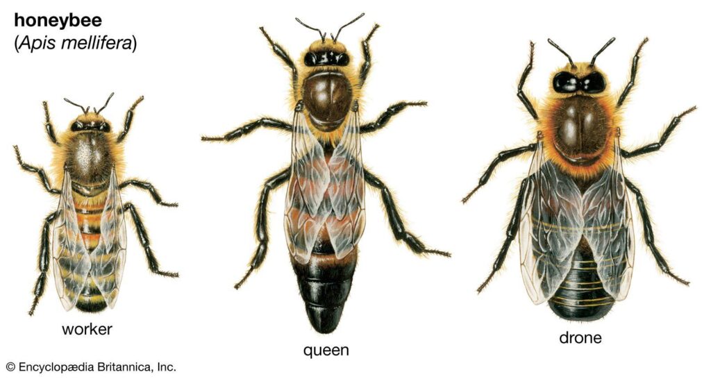 Dying honey bees are threatening California’s economy. Can Central Valley lawmakers save them? – CalMatters