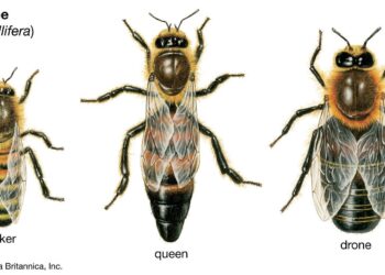 Dying honey bees are threatening California’s economy. Can Central Valley lawmakers save them? – CalMatters