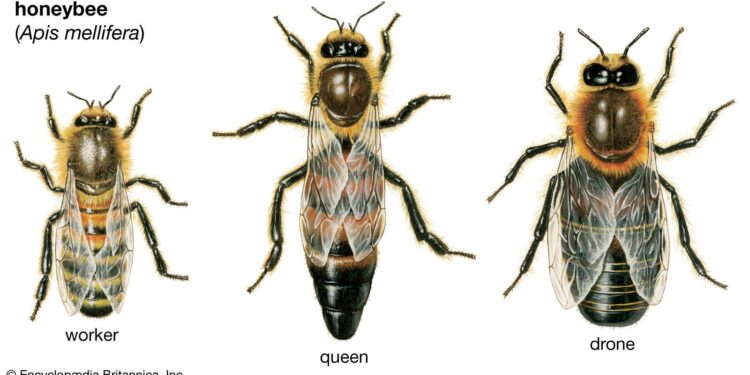 Dying honey bees are threatening California’s economy. Can Central Valley lawmakers save them? – CalMatters