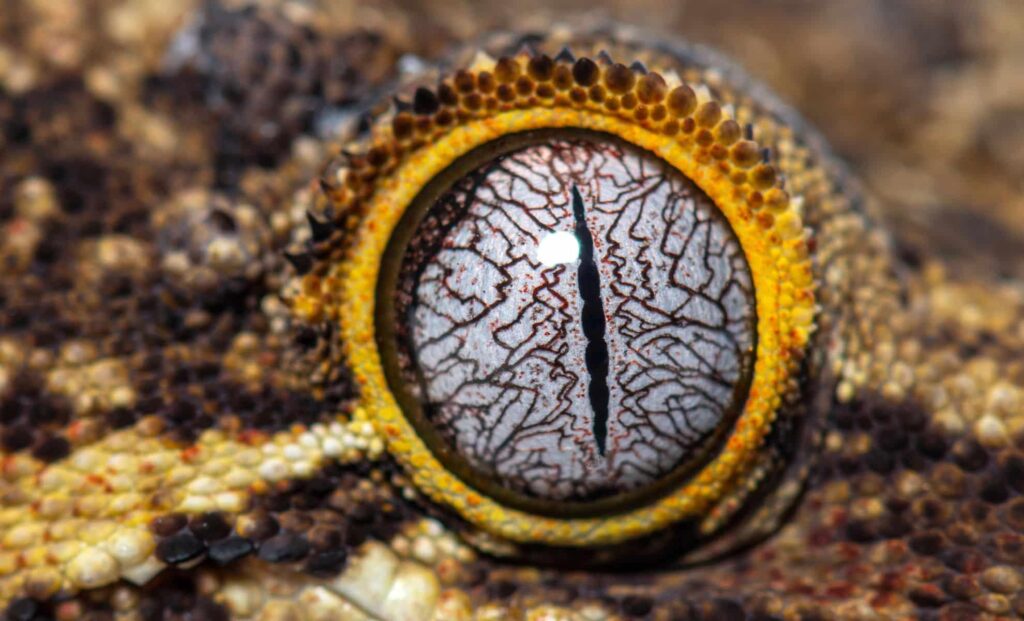 Tiny night lizards survived dinosaur-killing asteroid strike, despite being close enough to see it happen – Live Science