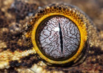 Tiny night lizards survived dinosaur-killing asteroid strike, despite being close enough to see it happen – Live Science