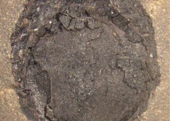 Fossil evidence of proboscidean frugivory and its lasting impact on South American ecosystems – Nature