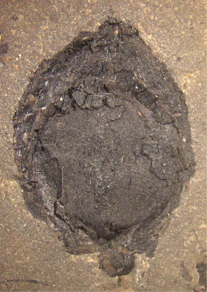Fossil evidence of proboscidean frugivory and its lasting impact on South American ecosystems – Nature