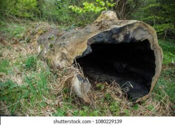 Scientists Retrace 30,000-Year-Old Sea Voyage, in a Hollowed-Out Log – The New York Times