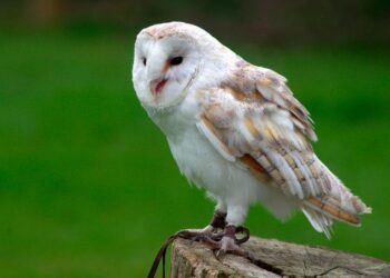 Owls inspire new revolutionary noise reduction technology – KTEN