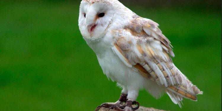 Owls inspire new revolutionary noise reduction technology – KTEN