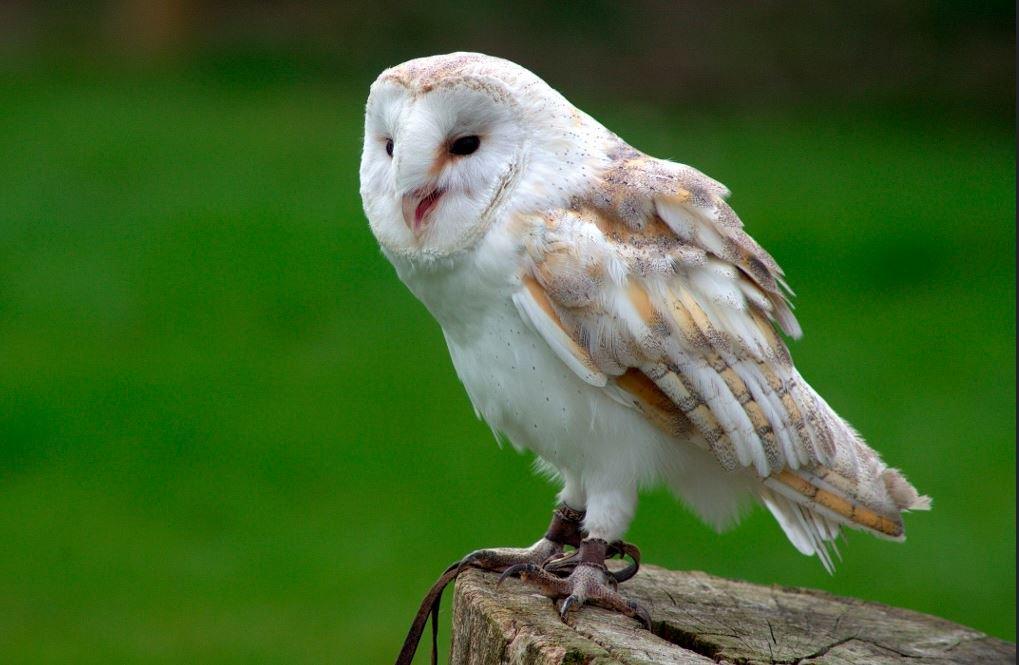 Owls inspire new revolutionary noise reduction technology – KTEN