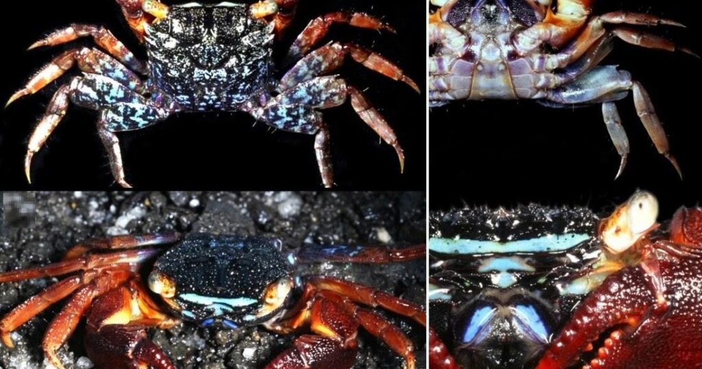 Nature’s headlamps: A unique light-focusing structure in Parasesarma de Man, 1895 mangrove crabs – ESA Journals