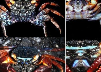 Nature’s headlamps: A unique light-focusing structure in Parasesarma de Man, 1895 mangrove crabs – ESA Journals
