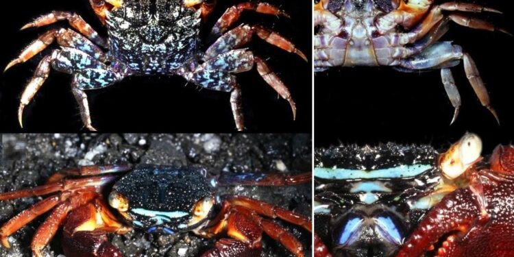 Nature’s headlamps: A unique light-focusing structure in Parasesarma de Man, 1895 mangrove crabs – ESA Journals