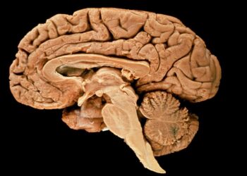 Scientists Merged 3 Human Brains by Thought Alone – Popular Mechanics