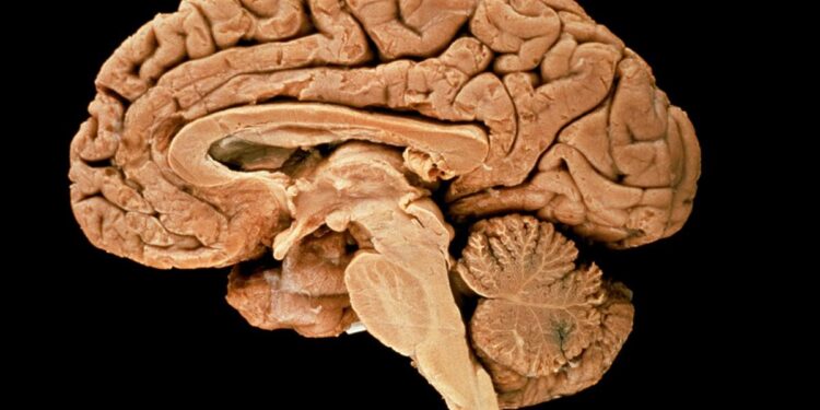 Scientists Merged 3 Human Brains by Thought Alone – Popular Mechanics