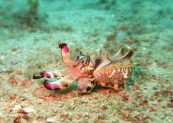 Multiple hunting displays in wild broadclub cuttlefish – How – 2025 – Ecology – ESA Journals