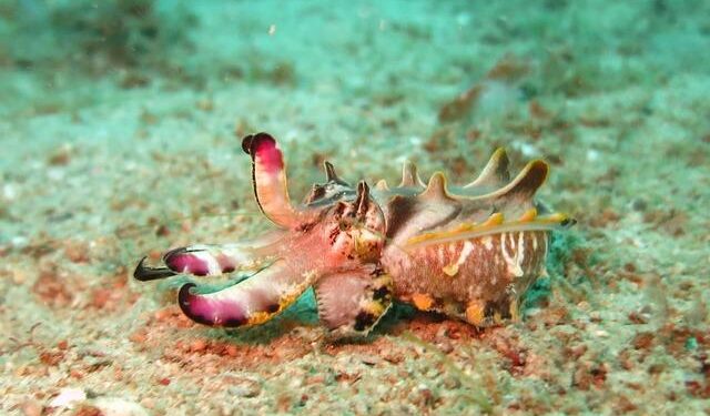 Multiple hunting displays in wild broadclub cuttlefish – How – 2025 – Ecology – ESA Journals