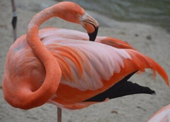 Diego Luna strikes shaky USMNT to win over Guatemala, and into Gold Cup final – Yahoo Sports
