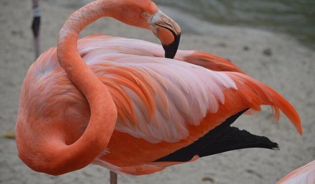 Diego Luna strikes shaky USMNT to win over Guatemala, and into Gold Cup final – Yahoo Sports