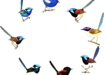 Special Feature: Intraspecific variation in ecology & evolution – besjournals