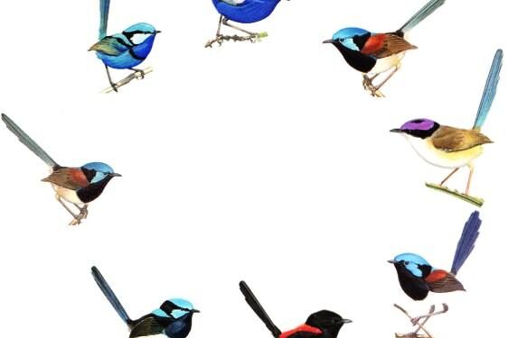 Special Feature: Intraspecific variation in ecology & evolution – besjournals