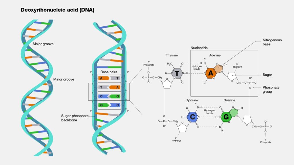 How New DNA Science Could Help More Families of the Missing – The New York Times