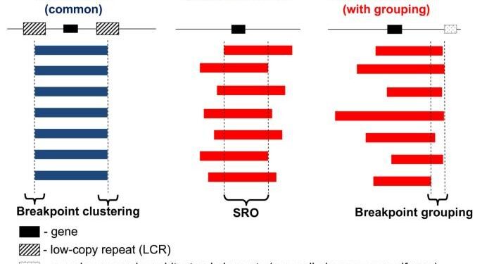 An episodic burst of massive genomic rearrangements and the origin of non-marine annelids – Nature