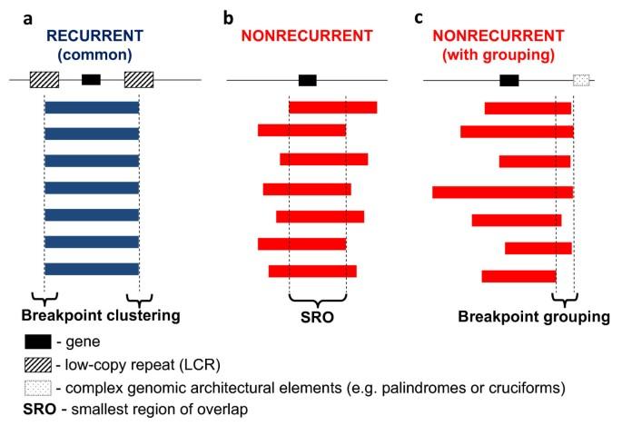 An episodic burst of massive genomic rearrangements and the origin of non-marine annelids – Nature