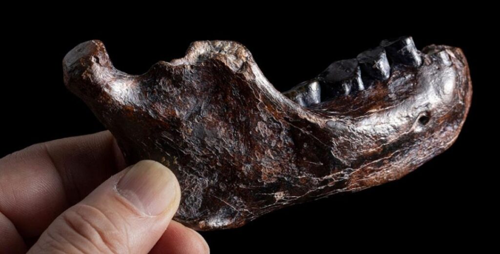 200 million year-old jawbone revealed as new species – BBC