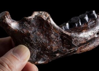 200 million year-old jawbone revealed as new species – BBC