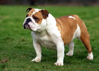 Bulldogs Land Eight on Athlon Sports Preseason All-CUSA Team – LA Tech Athletics