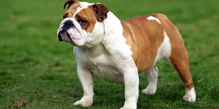 Bulldogs Land Eight on Athlon Sports Preseason All-CUSA Team – LA Tech Athletics